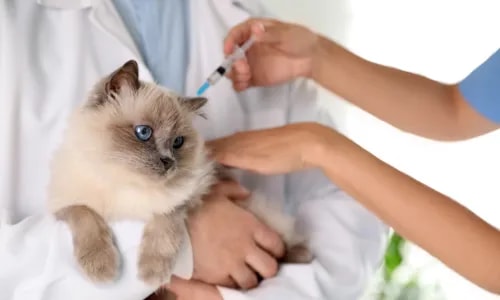 Salvador intensifica vacinação de cães e gatos a partir desta segunda