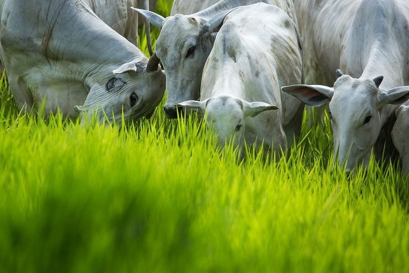 Ministério da Agricultura debate produção nacional de vacinas para rebanhos