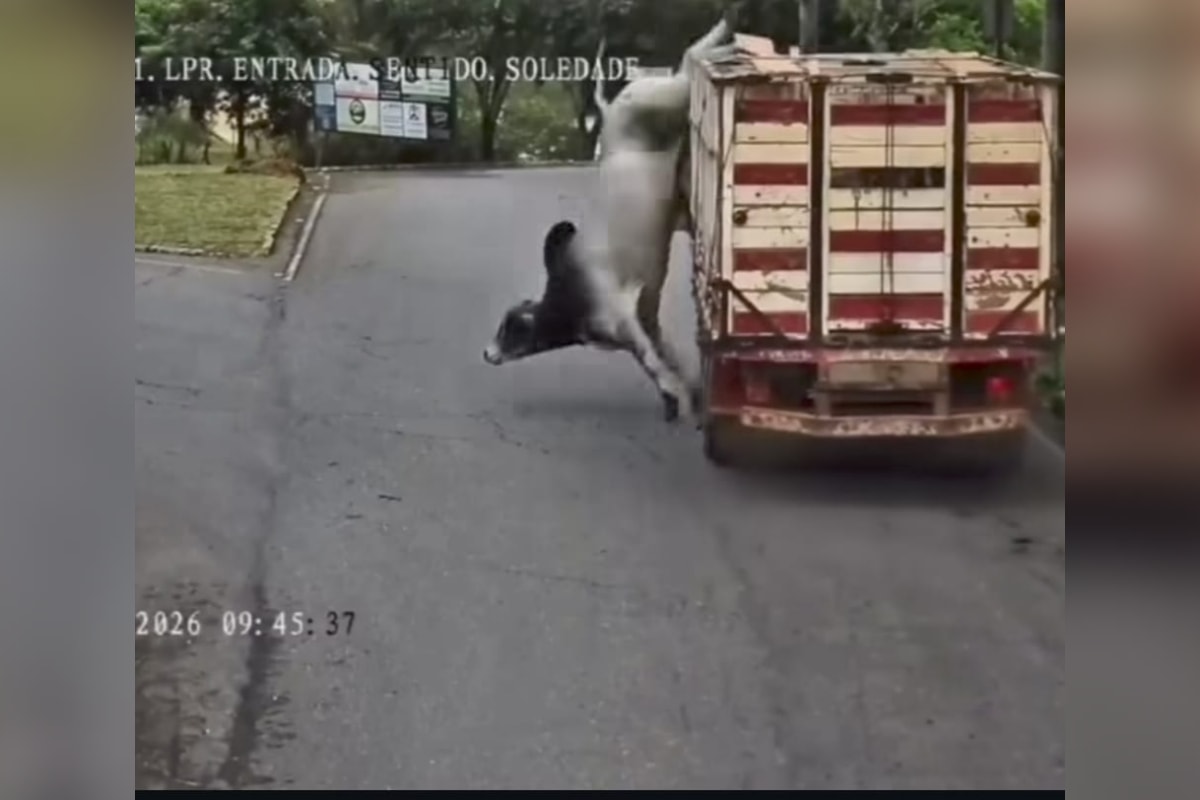 Boi é abatido após escapar de caminhão e sair correndo em cidade de MG