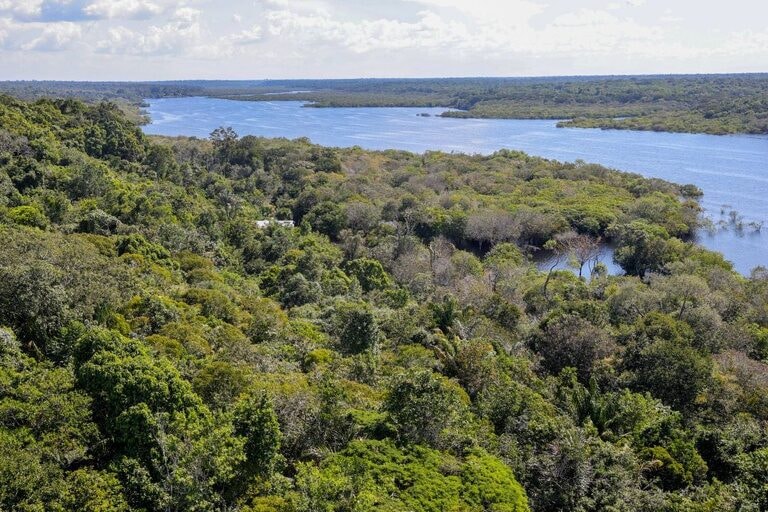 Estudo revela papel do agronegócio na expansão das florestas brasileiras