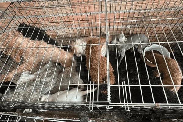 Mais de 60 animais são resgatados em situação de maus-tratos na zona sul