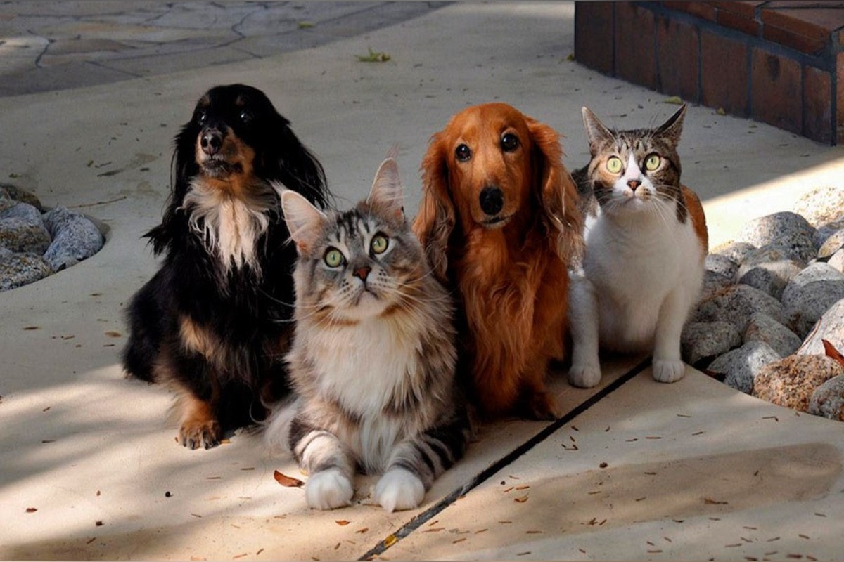 GDF abre 5 mil vagas para castração gratuita de cães e gatos