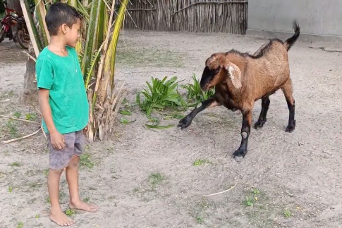 Conheça João Felhipe, garotinho de 7 anos que tem bode de estimação