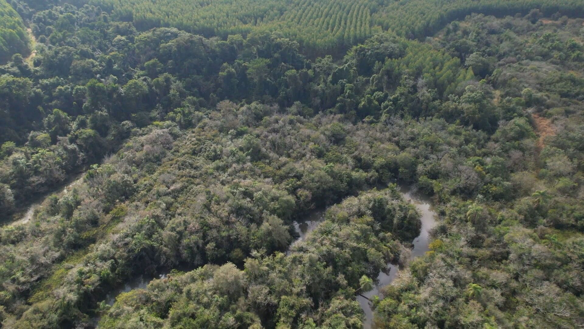 Brasil perde 14% da cobertura nativa em 40 anos, diz MapBiomas