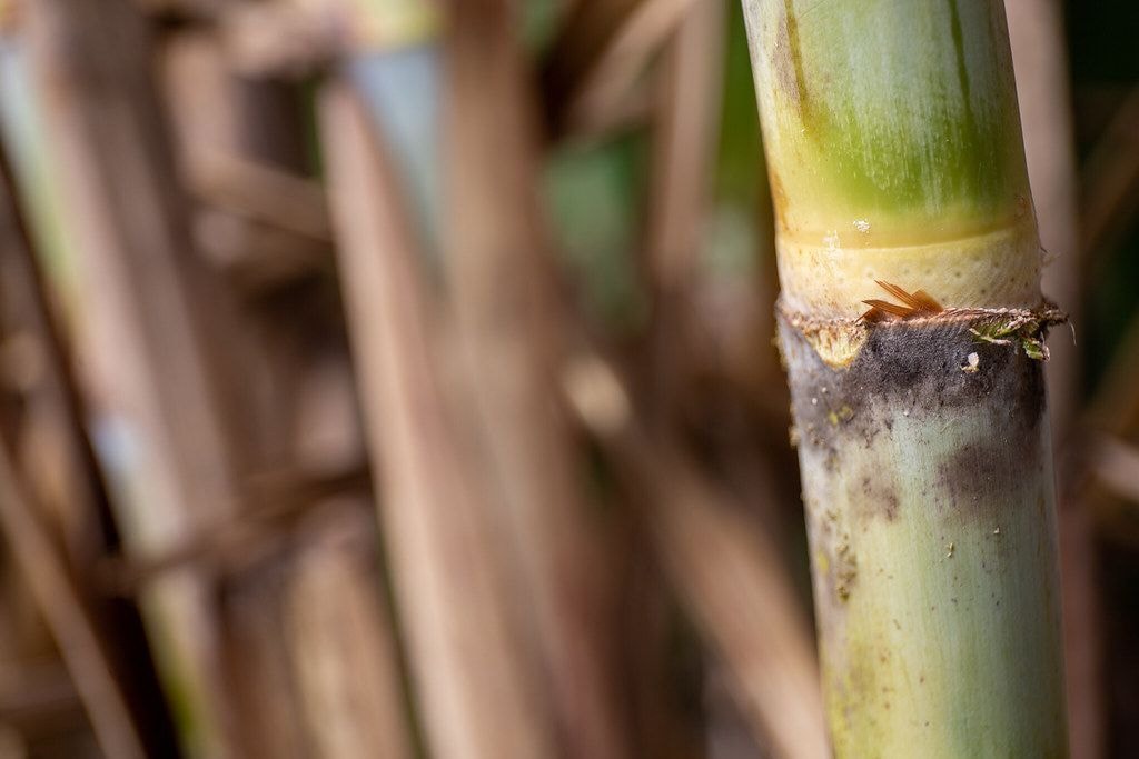 Cacau, café e açúcar já estão mais caros diante dos riscos do El Niño