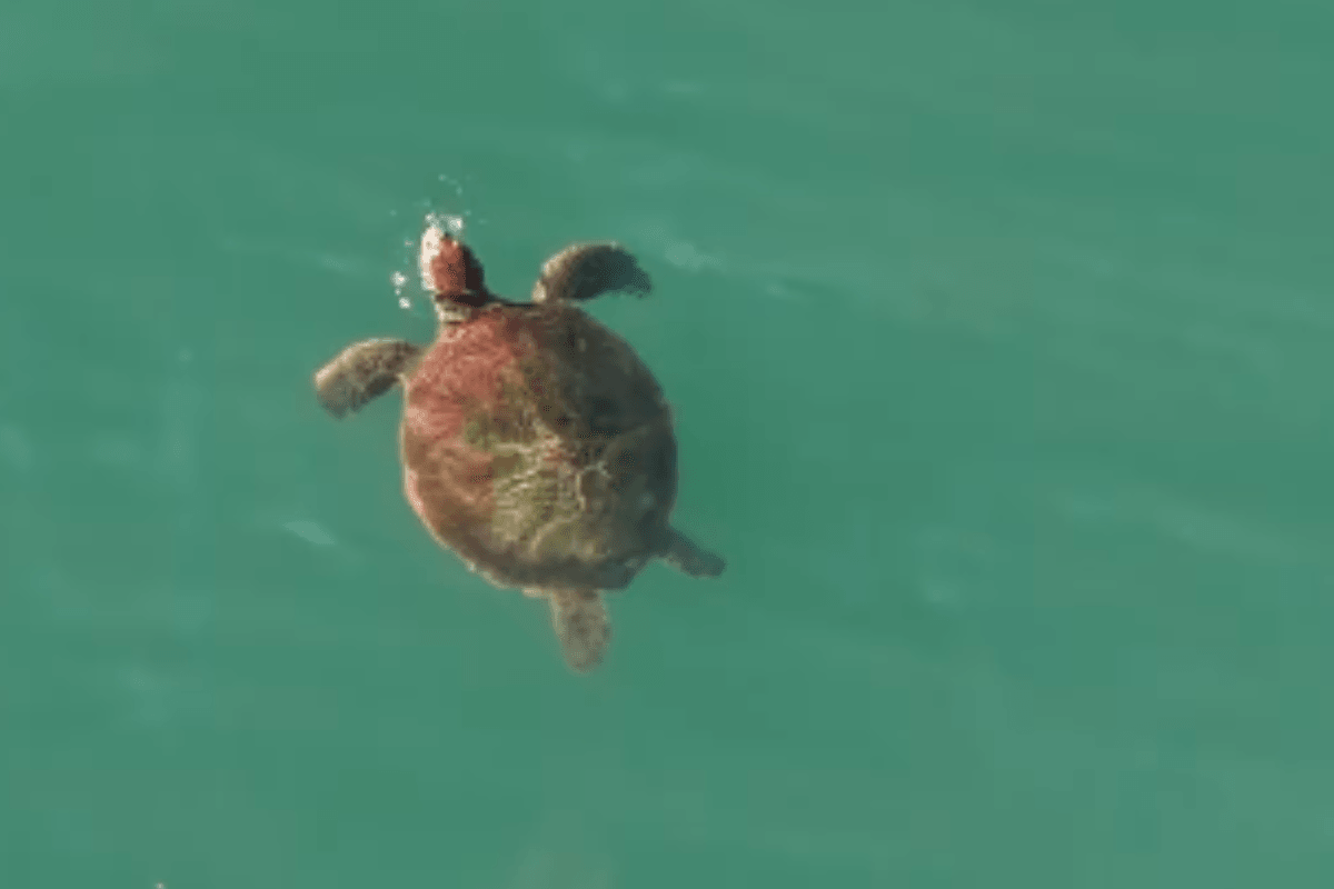 Em extinção, tartarugas-verdes são flagradas nadando no litoral de SP