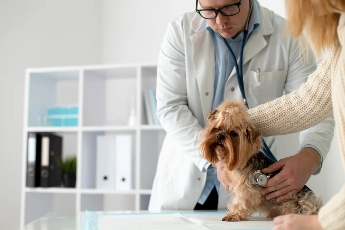 DF oferece 600 vagas para castração gratuita de cães e gatos
