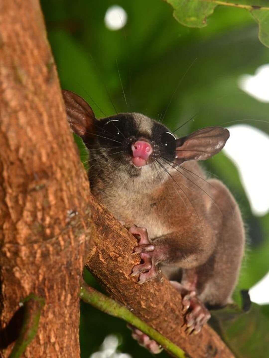 Pesquisador publica estudo sobre um dos mamíferos mais esquivos da Amazônia: a cuíca-de-cauda-peluda
