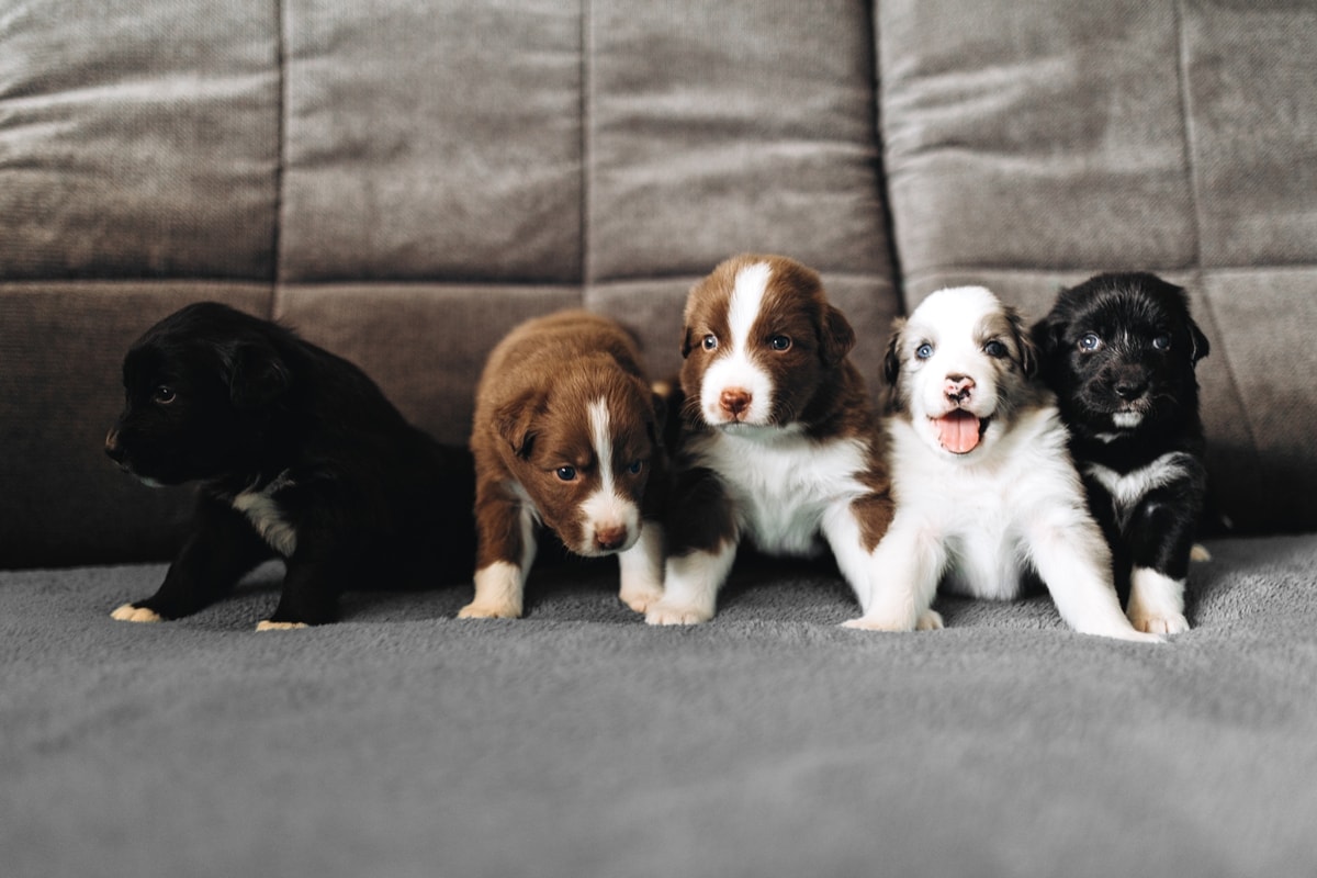 Alimentação correta é essencial para garantir a saúde de cães filhotes