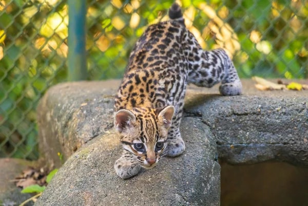 Nova moradora: filhote de jaguatirica nasce no zoológico de São Paulo