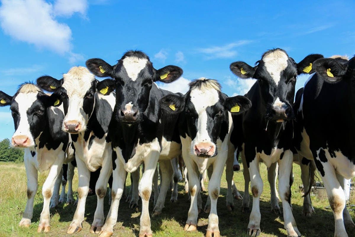 MG: concessionária indenizará motorista que atropelou vacas na BR-135