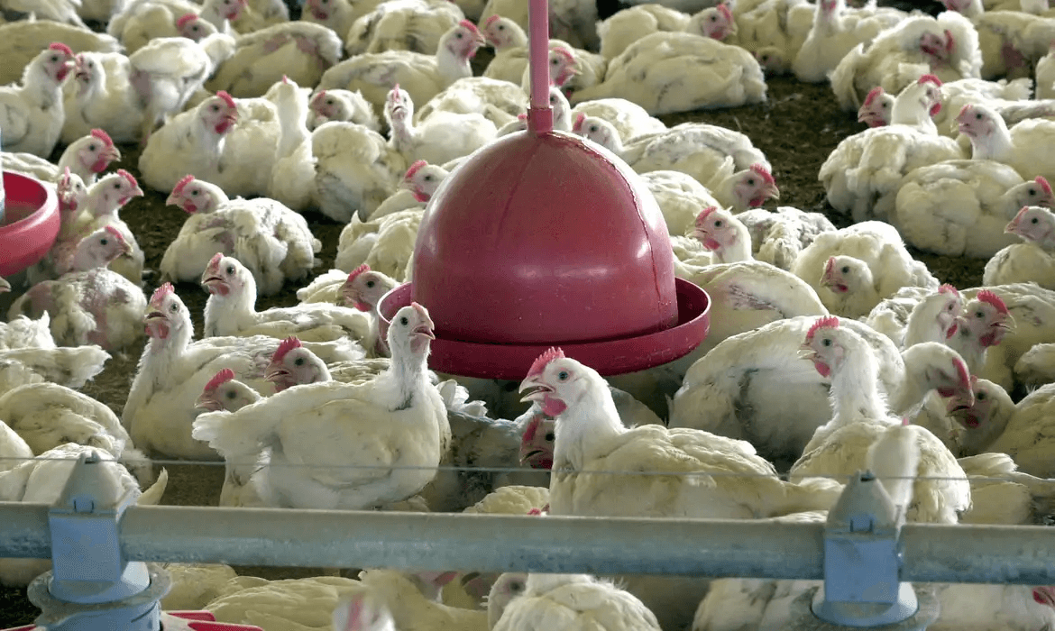 Austrália confirma caso de gripe aviária H5N1 em mamífero