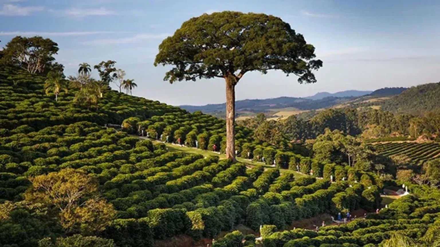 Mercado de carbono amplia procura por inventários em propriedades rurais