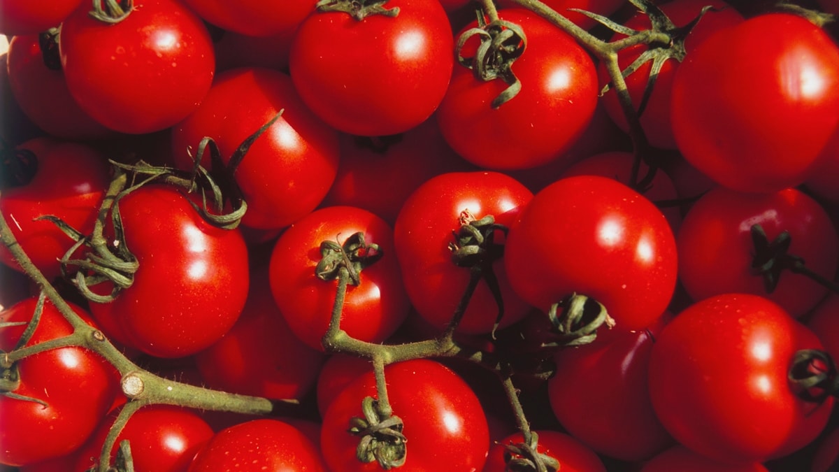 Aliado do coração: nutricionista revela os benefícios do tomate