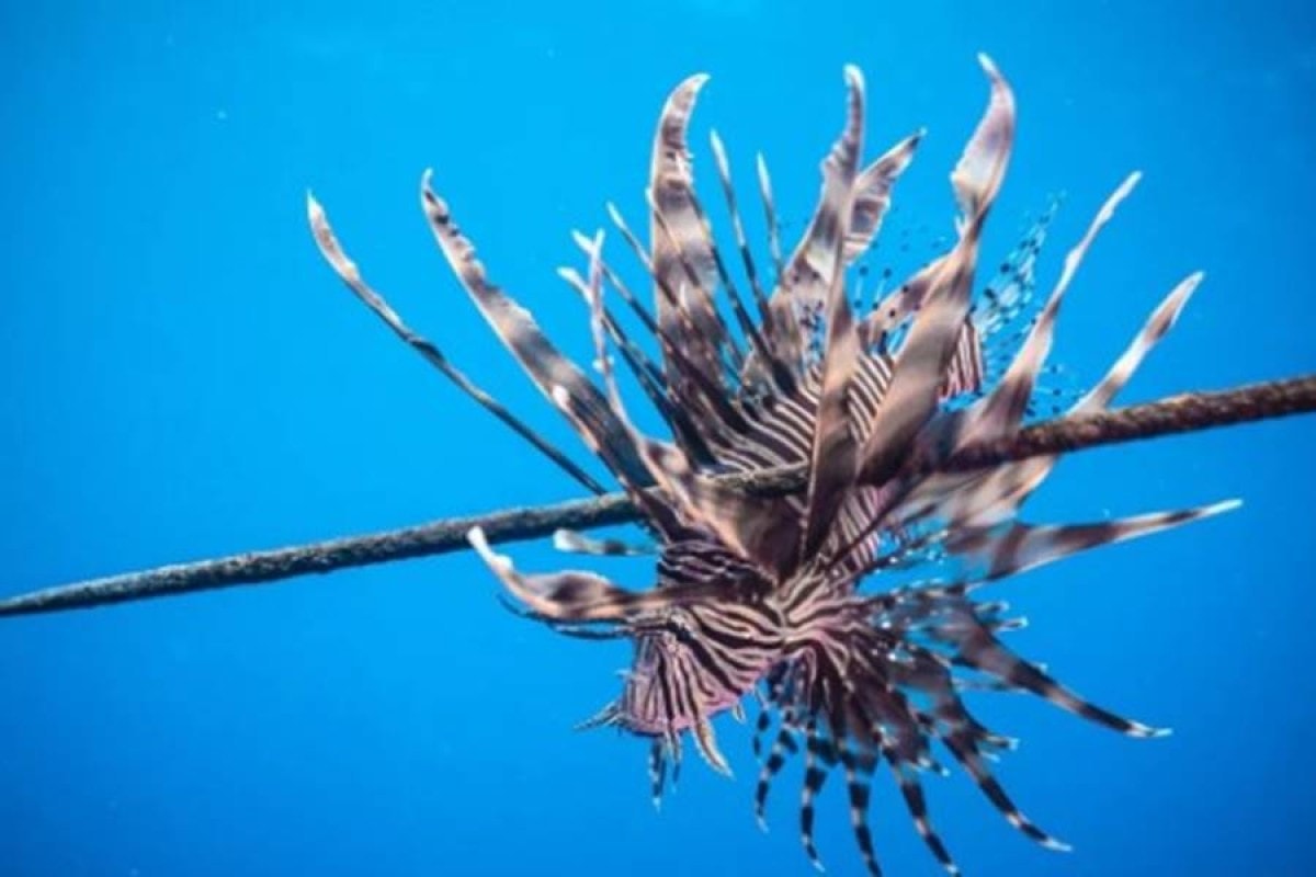 Peixe está dominando o litoral nordestino e pode destruir paraísos