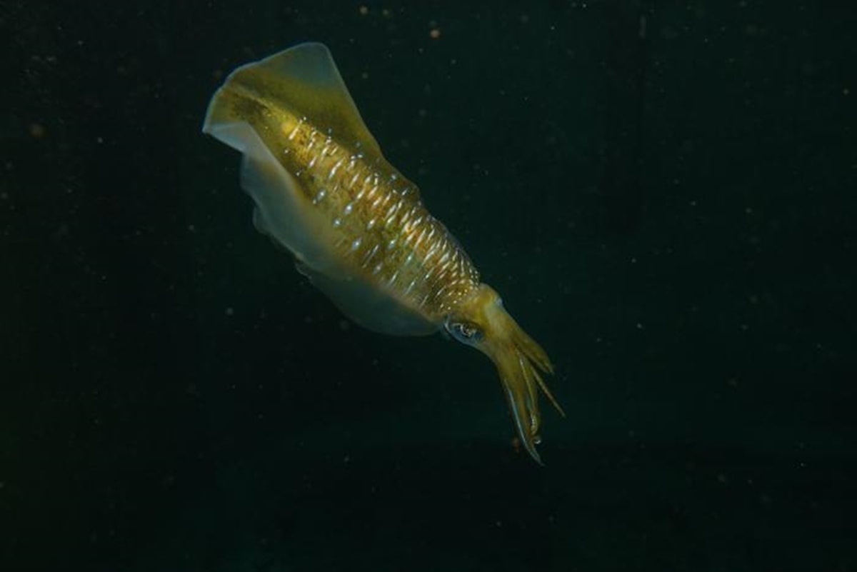 Aumento da acidificação dos oceanos pode reduzir o cérebro das lulas