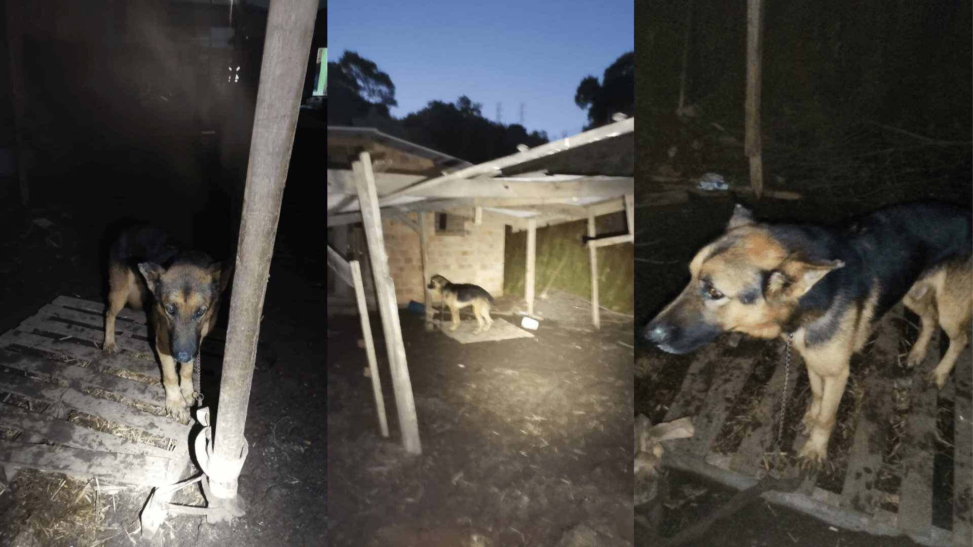 Homem é indiciado por matar cachorro afogado em praia de Copacabana
