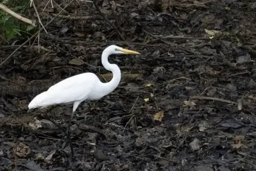 Com bioma amazônico, Peru é um dos países com a maior variedade de aves do mundo