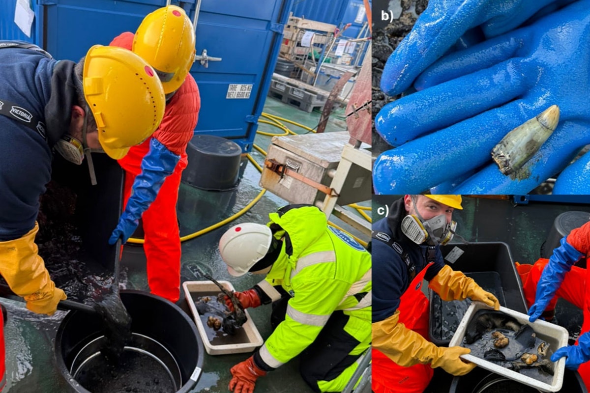 Cientistas encontram "túmulo aquático" de baleia nas profundezas do Ártico