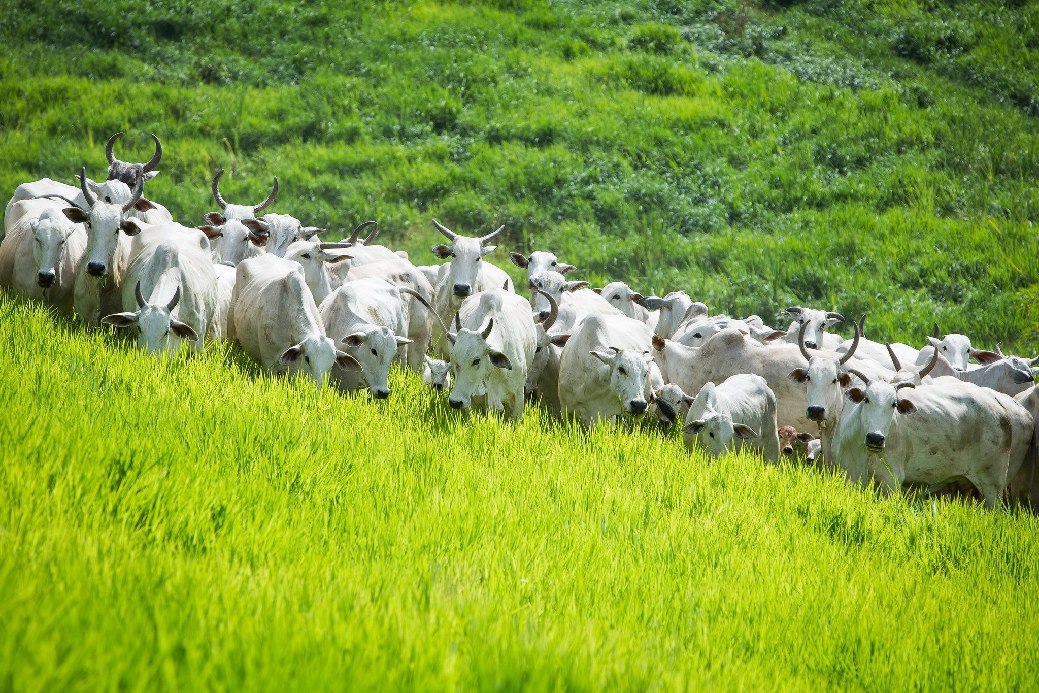 Brasil anuncia abertura de mercados para Cuba, Coreia do Sul e Filipinas