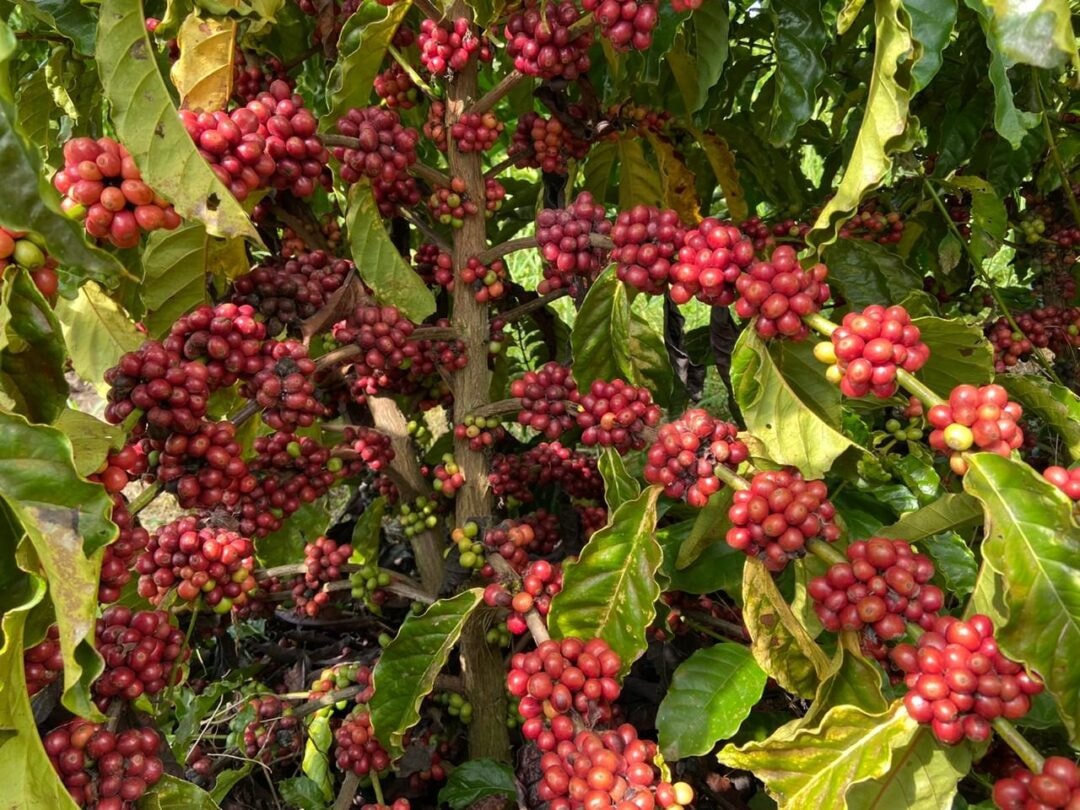 De Rondônia para o mundo: cooperativa ajudou a transformar o robusta amazônico em café premiado