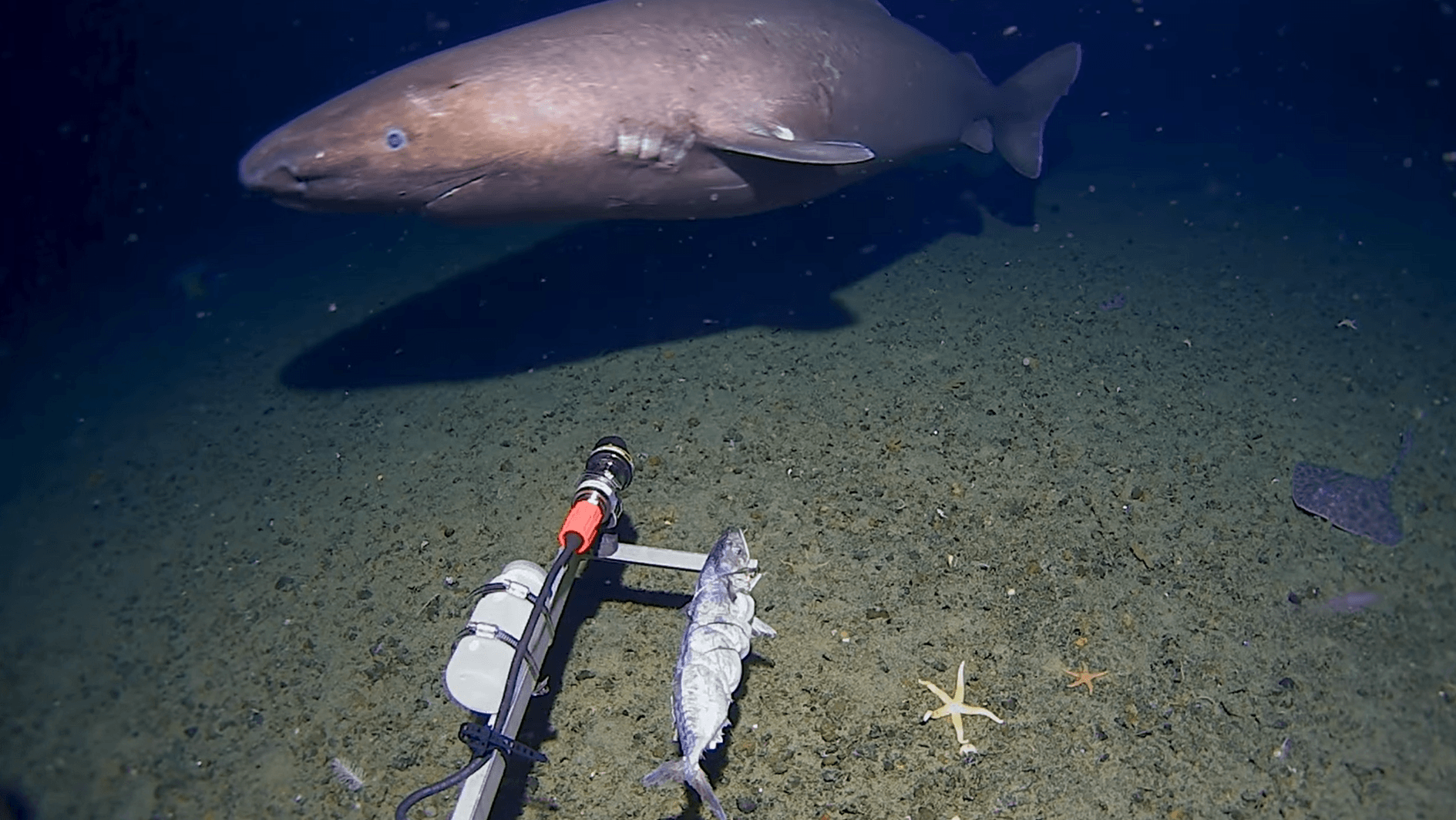 Primeira filmagem subaquática de tubarão-branco é feita no Mediterrâneo