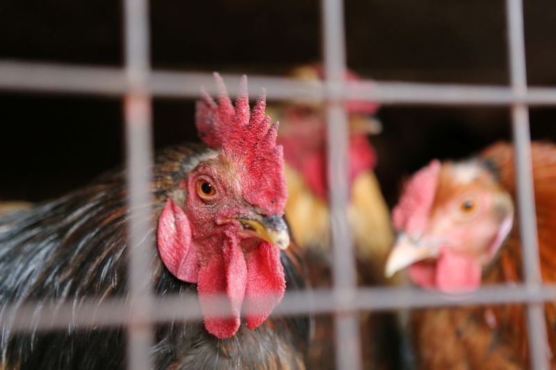 Exportação de frango do Brasil segue otimista após caso de Newcastle