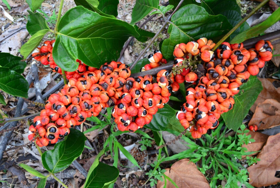 #Série l Superfrutas da Amazônia: Guaraná, fonte natural de cafeína