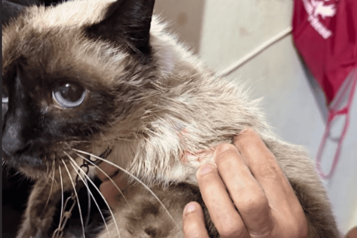 Produtor acusa vizinho de atirar em gata de estimação na Grande SP