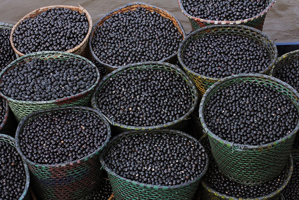 Açaí de Roraima pode ganhar selo de Indicação Geográfica; selo ajuda a valorizar produção