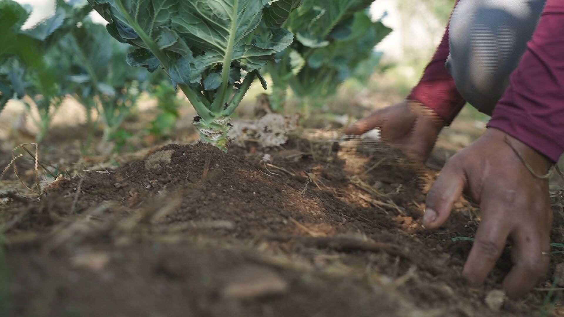 CNA vai manter investimentos em pesquisas para o agro, diz João Martins