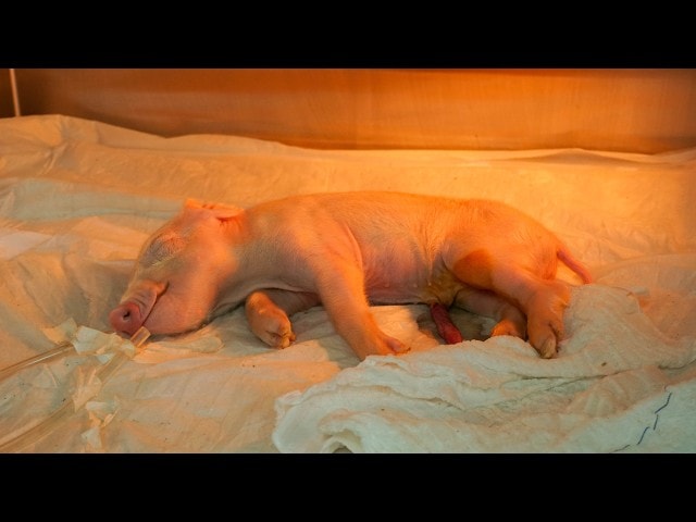 Brasil cria 1º porco clonado da América Latina para fornecer órgãos ao SUS