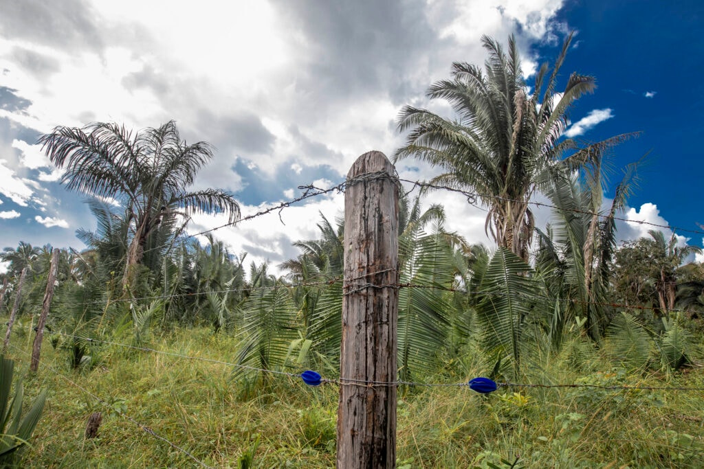 Guardiãs do babaçu lutam pelo território