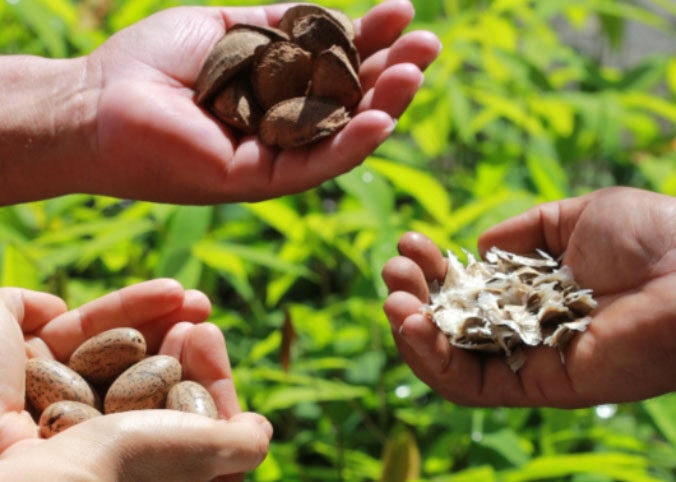 Projetos indígenas do Amazonas podem receber até R$ 250 mil para fortalecer a sociobioeconomia, anuncia FAS