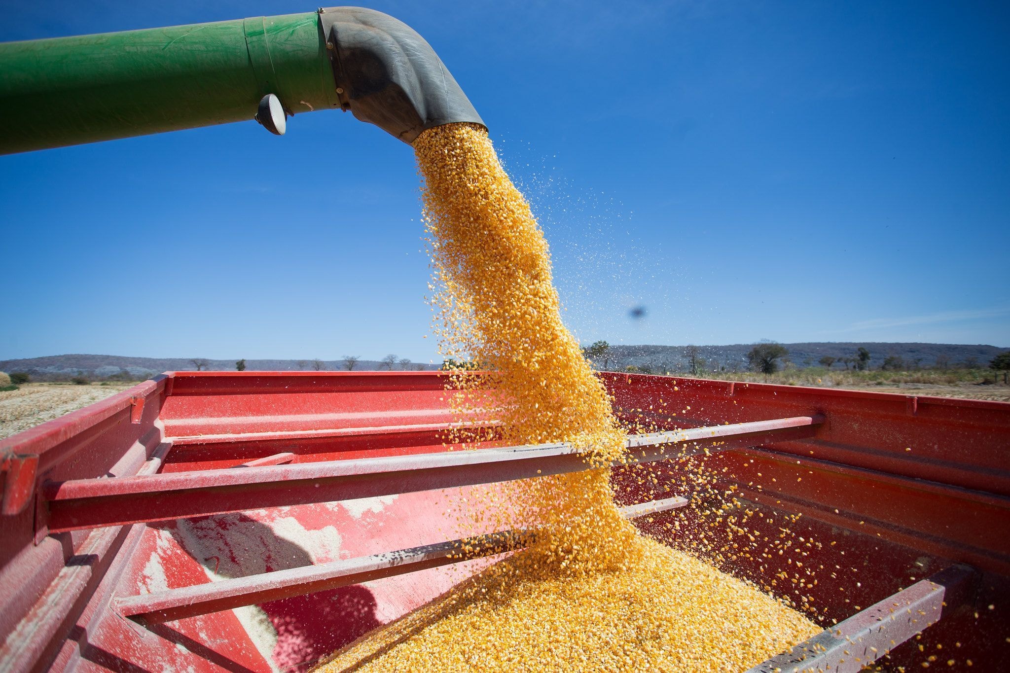 Mercado de grãos: milho sobe, soja tem demanda aquecida e trigo perde área