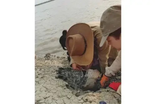 Tesouro científico no Peru: fóssil de peixe-boi com mais de 13 milhões de anos é descoberto