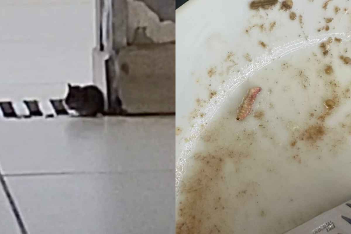 "Ratatouille": rato e larva são flagrados em refeitório do HUB. Veja vídeo