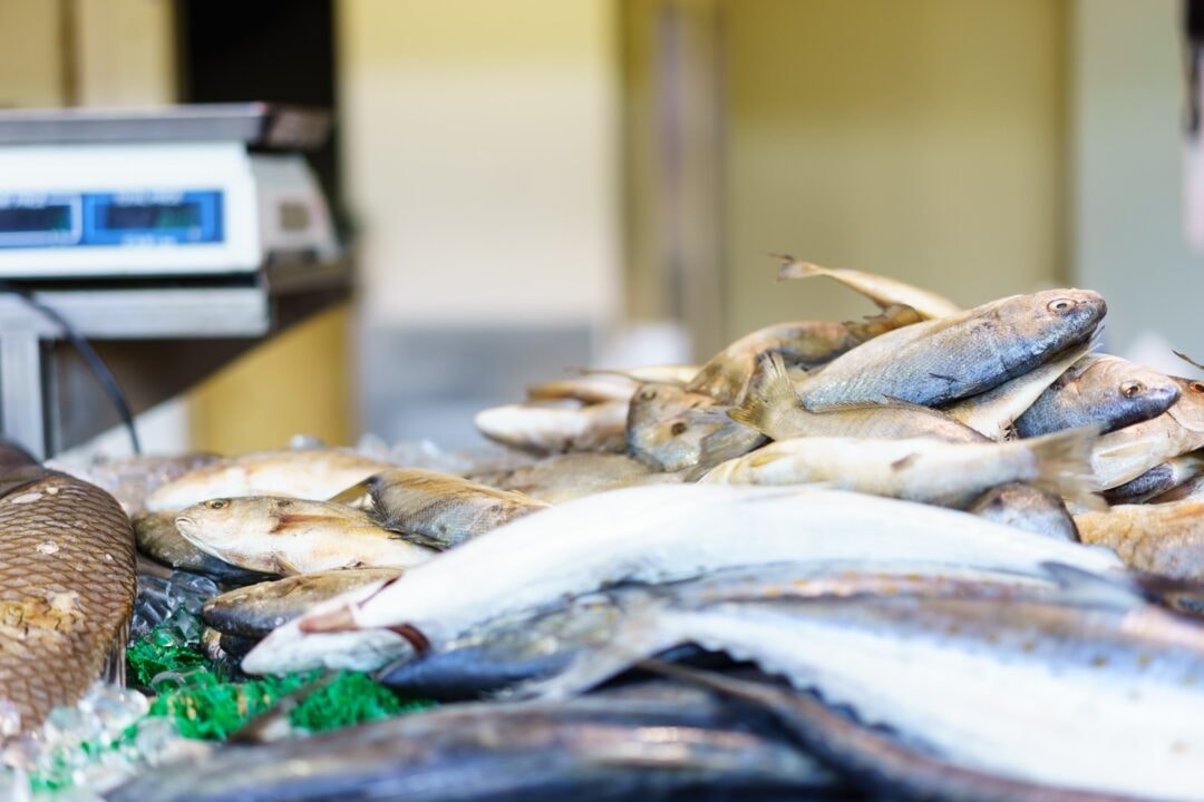 Pesca na costa amazônica registra redução de grandes predadores e mais peixes pequenos, diz estudo da UFPA