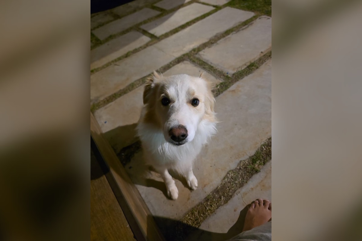 Tutor denuncia hotel por usar coleira de choque em seu cachorro