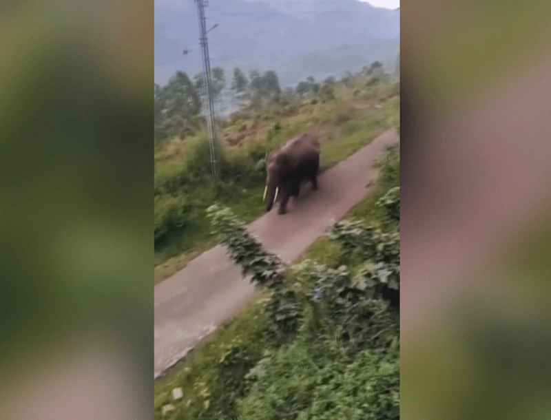 Polícia do Quênia investiga envenenamento de elefantes em parque nacional