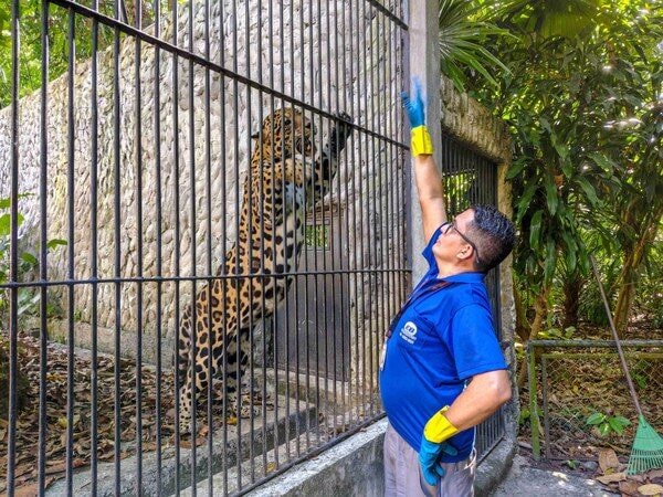 Proteção e afeto marcam o trabalho dos tratadores de animais do Museu Goeldi