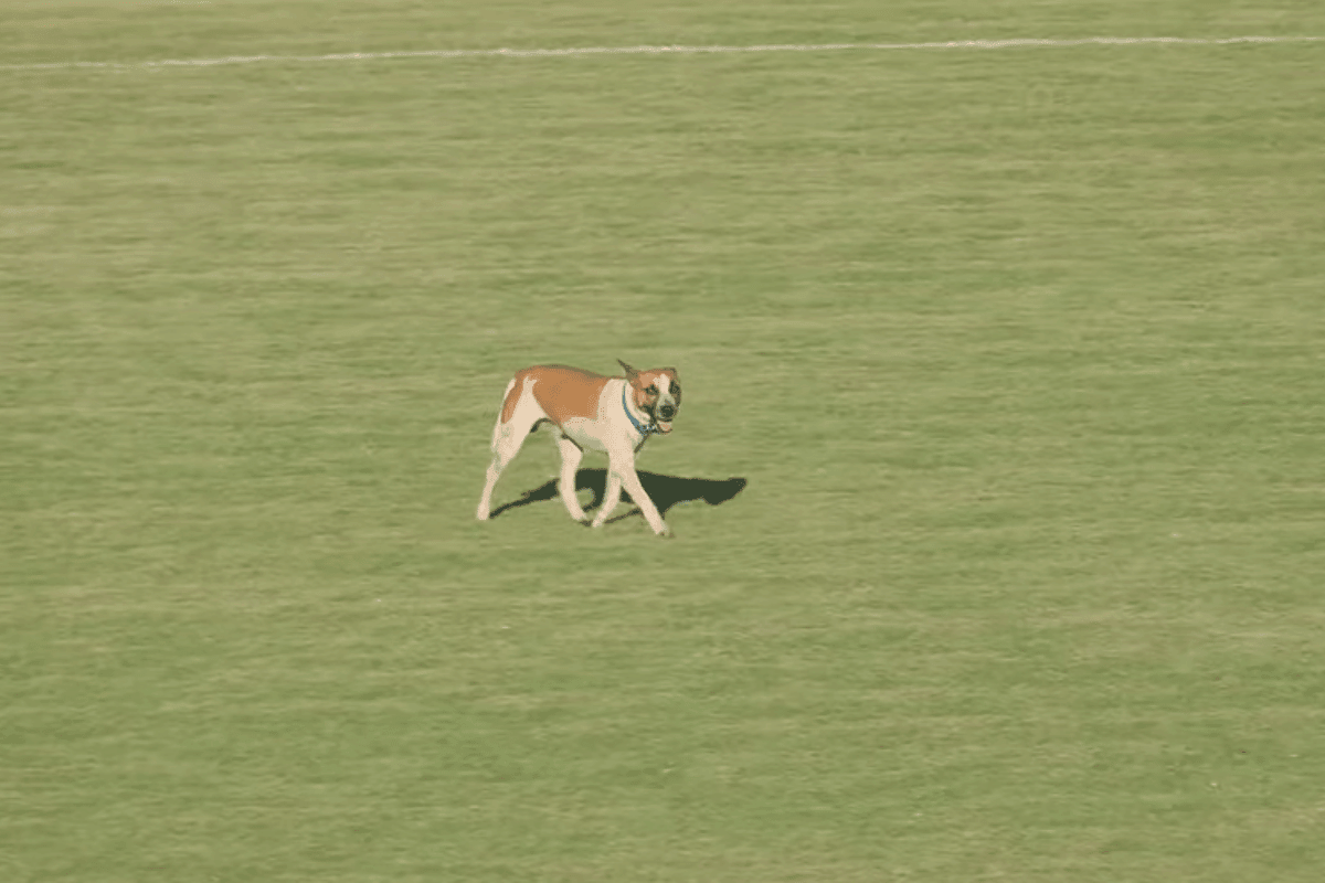 Série D ZeroUm: cachorro invade campo em Iguatu-CE x Nacional-AM