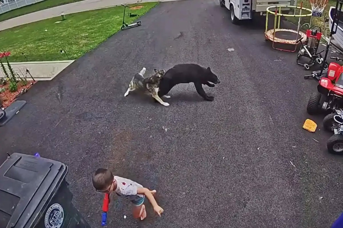 Cachorro avança em urso e salva criança de ataque