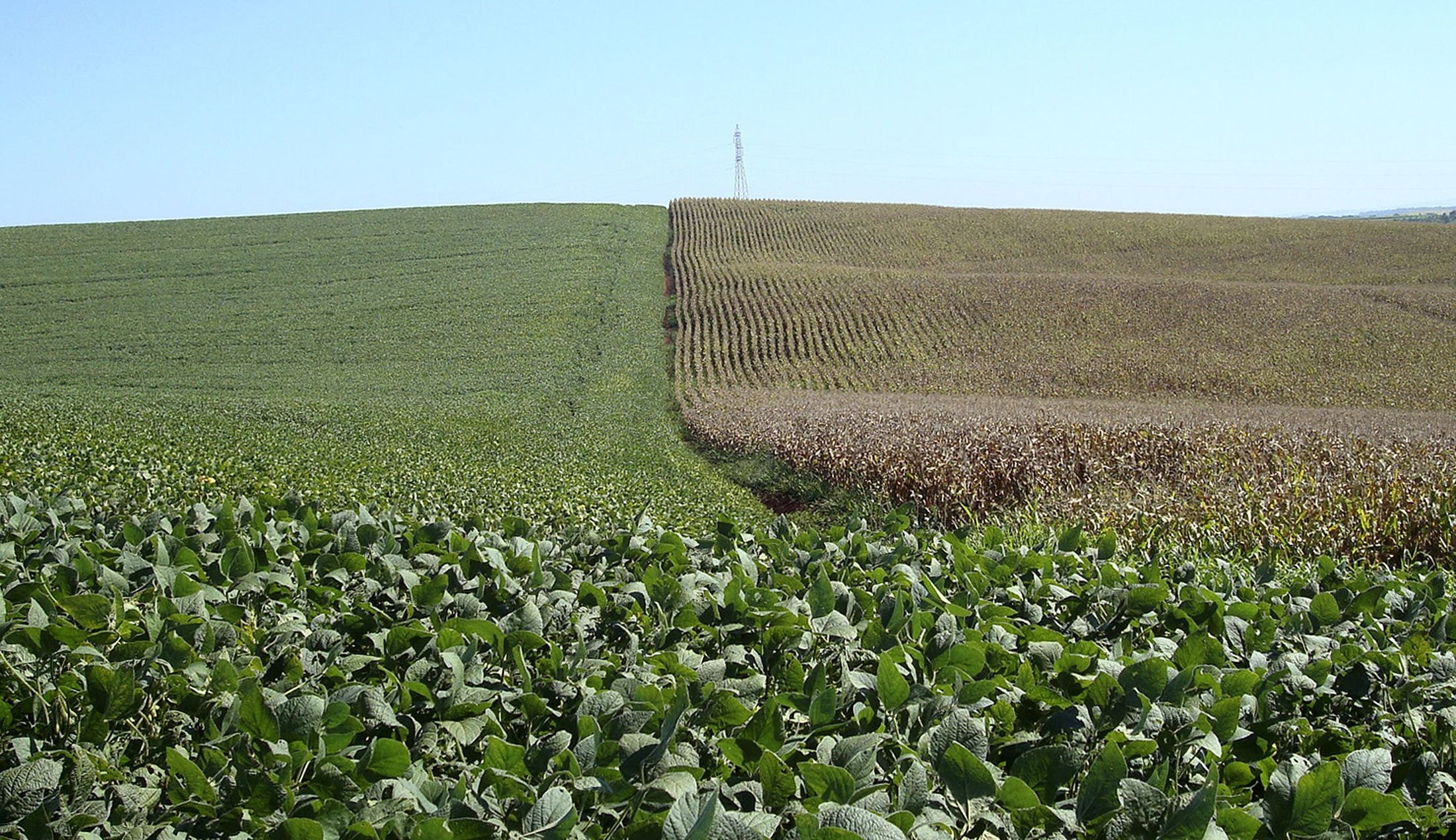 Combinação de fertilizante e bioinsumo reduz intensidade de carbono na soja