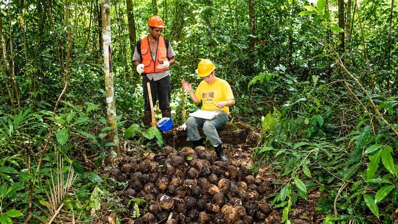 Castanha-da-amazônia produzida por indígenas em Rondônia recebe pagamento por serviços ambientais