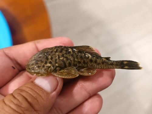 Cientistas percorrem rios em Cajamarca e Amazonas para estudar a diversidade de peixes no Peru