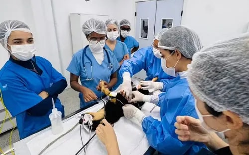 Universidade faz atendimentos gratuitos em cadelas e gatas em Salvador