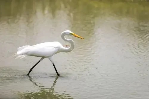 Peru é uma escala crucial para aves migratórias