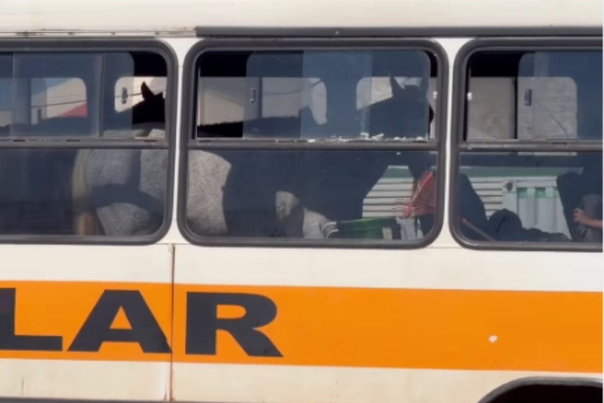 TO: vídeo flagra cavalos sendo transportados em ônibus escolar. Veja