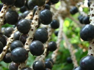 #Série l Superfrutas da Amazônia: açaí, o tesouro amazônida